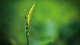 這片樹葉，改變了世界！