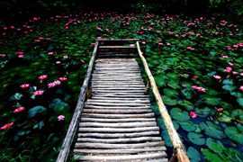 踱步花間，邂逅美麗