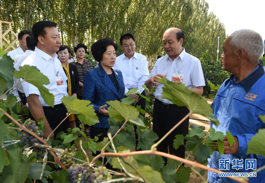 8月9日，中共中央政治局委員、中央統(tǒng)戰(zhàn)部部長、中央代表團副團長孫春蘭率中央代表團三分團，先后赴內(nèi)蒙古自治區(qū)烏海市、阿拉善盟看望各族干部群眾。這是孫春蘭在烏海市漢森酒業(yè)集團的葡萄種植園了解葡萄種植情況。新華社記者 任軍川 攝