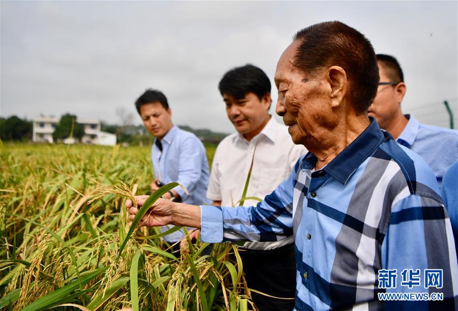 （新華視點(diǎn)·圖文互動(dòng)）（2）國(guó)家科技獎(jiǎng)3項(xiàng)授予“水稻科學(xué)家”，預(yù)示百姓飯碗將發(fā)生哪些革命？