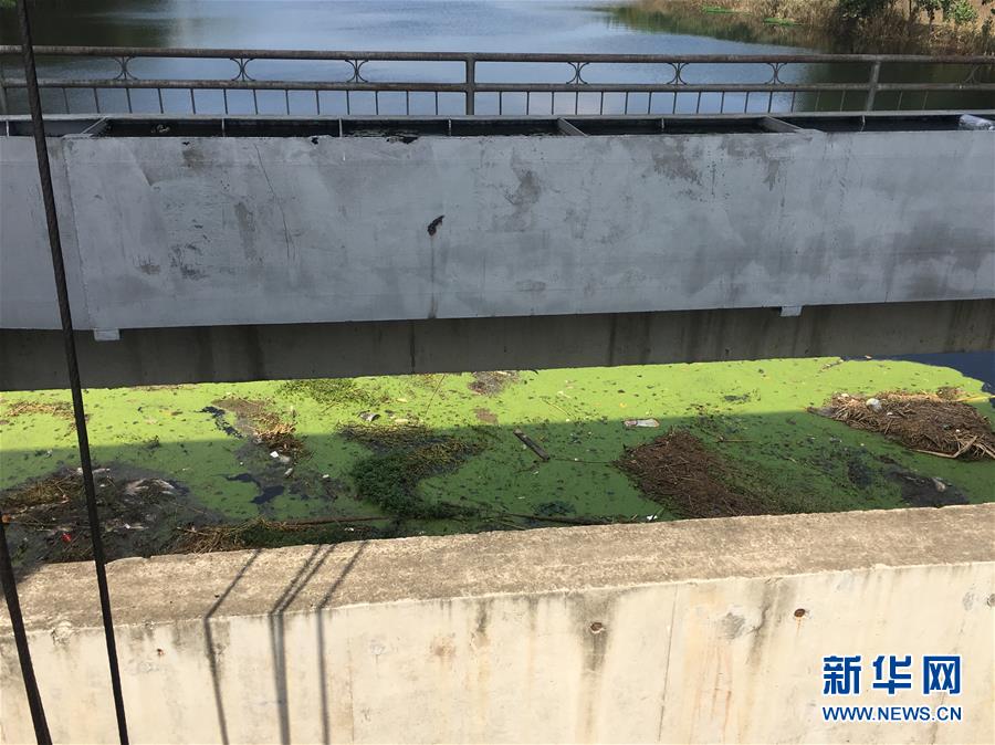 （新華視點·圖文互動）（2）上游洪水來襲下游魚蟹死亡，泄洪為何變泄污？