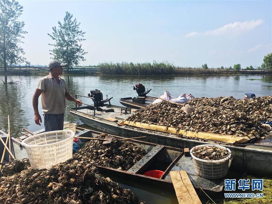 （新華視點·圖文互動）（1）上游洪水來襲下游魚蟹死亡，泄洪為何變泄污？