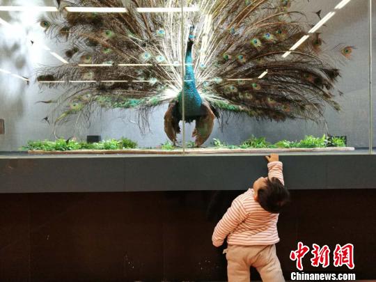 圖為展覽現(xiàn)場(chǎng)?！『h(yuǎn)航 攝