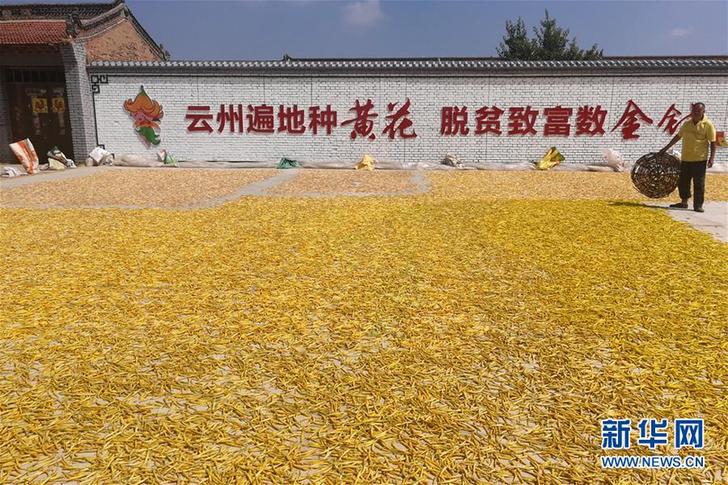 （在習近平新時代中國特色社會主義思想指引下——新時代新作為新篇章·鄉(xiāng)村振興戰(zhàn)略·圖文互動）（2）一株忘憂草，萬家喜眉梢——山西省大同市云州區(qū)黃花產(chǎn)業(yè)扶貧觀察