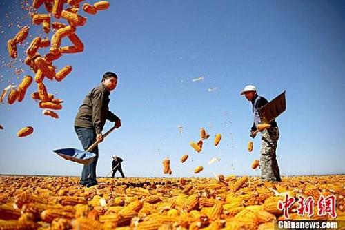 資料圖。農(nóng)民揮動(dòng)鐵锨晾曬玉米，使得滿地盡帶“黃金甲”，成為一道靚麗的風(fēng)景線。趙琳 攝