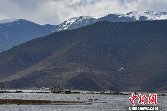 圖為在納帕海濕地棲息的候鳥?！⑷疥?攝
