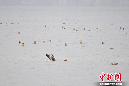 圖為在納帕海濕地棲息的候鳥?！⑷疥?攝