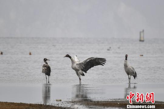 圖為在納帕海濕地棲息的黑頸鶴?！⑷疥?攝