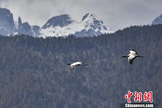 圖為在納帕海濕地上空飛翔的黑頸鶴?！⑷疥?攝