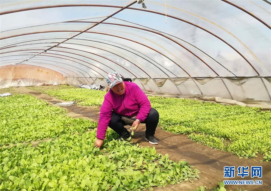（在習(xí)近平新時代中國特色社會主義思想指引下——新時代新作為新篇章·圖文互動）（3）“黑三星村”緣何變成示范村？——東北一小村莊的脫貧振興路 
