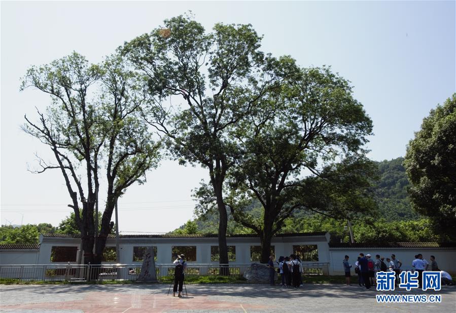 （壯麗70年·奮斗新時(shí)代——記者再走長(zhǎng)征路·圖文互動(dòng)）（6）“紅軍樹(shù)”下憶初心、守初心