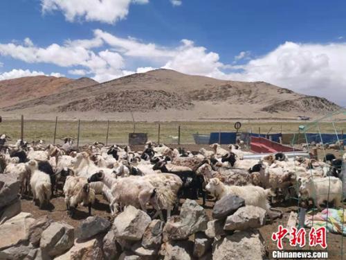 圖為羊群正從羊圈里出來。 謝藝觀 攝