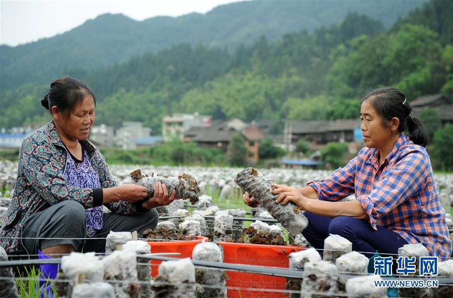 （全面深化改革·圖文互動(dòng)）（10）“減”出效益 “融”出特色 “服”出動(dòng)力——貴州推進(jìn)農(nóng)村產(chǎn)業(yè)結(jié)構(gòu)調(diào)整觀(guān)察