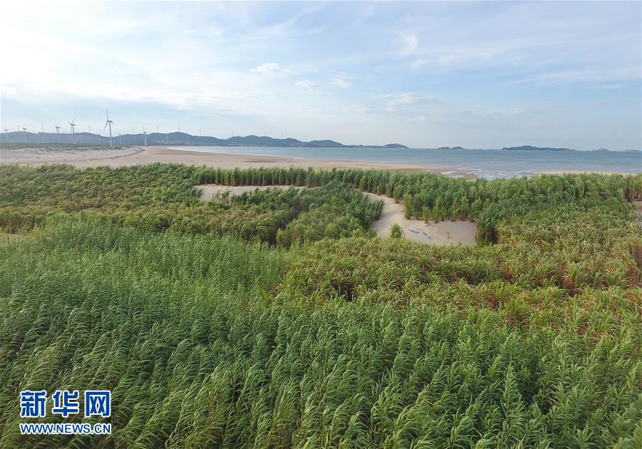 （不忘初心、牢記使命·圖文互動）（2）拳拳寸草心 濃濃報國情——記“菌草之父”林占熺