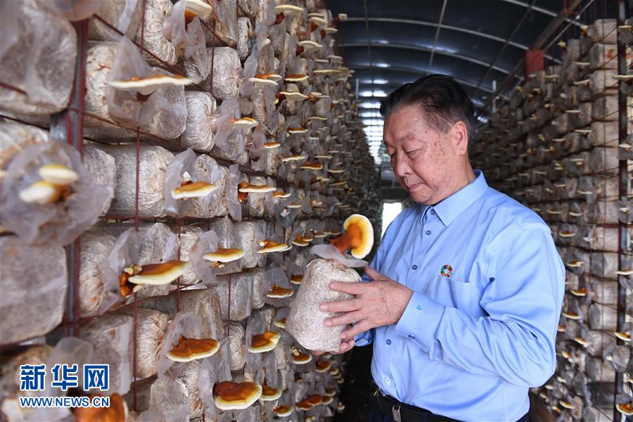 （不忘初心、牢記使命·圖文互動）（1）拳拳寸草心 濃濃報國情——記“菌草之父”林占熺