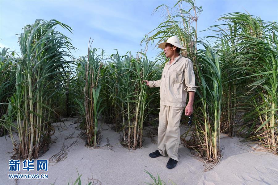 （不忘初心、牢記使命·圖文互動）（3）拳拳寸草心 濃濃報國情——記“菌草之父”林占熺