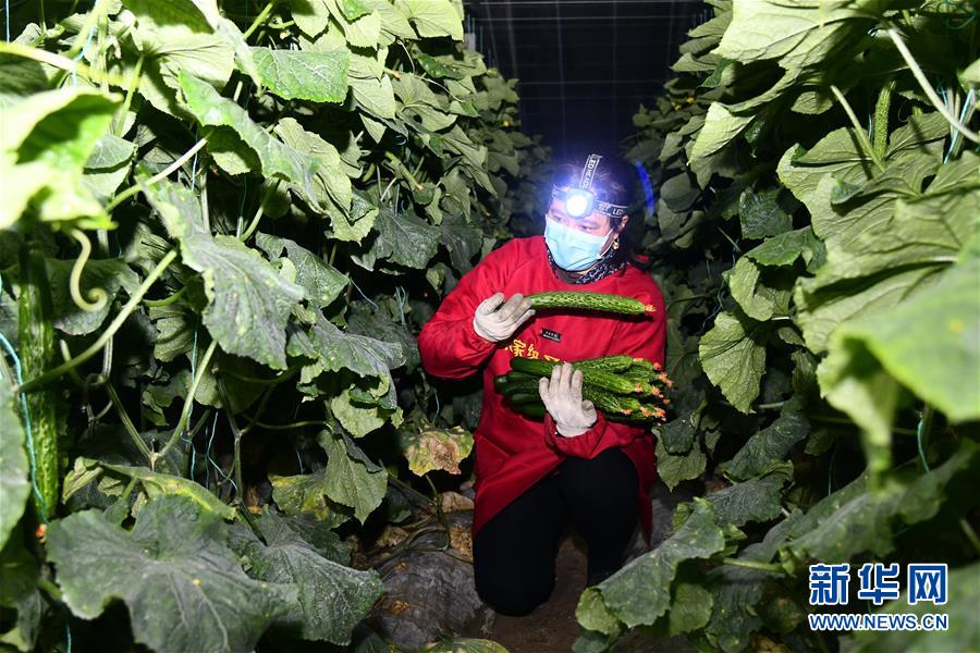 （聚焦疫情防控·圖文互動）（1）蔬菜產(chǎn)地供應(yīng)充足 菜價(jià)在合理區(qū)間——來自蔬菜生產(chǎn)大省山東的一線調(diào)查報(bào)告