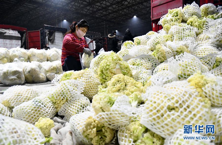 （聚焦疫情防控·圖文互動）（3）蔬菜產(chǎn)地供應(yīng)充足 菜價(jià)在合理區(qū)間——來自蔬菜生產(chǎn)大省山東的一線調(diào)查報(bào)告