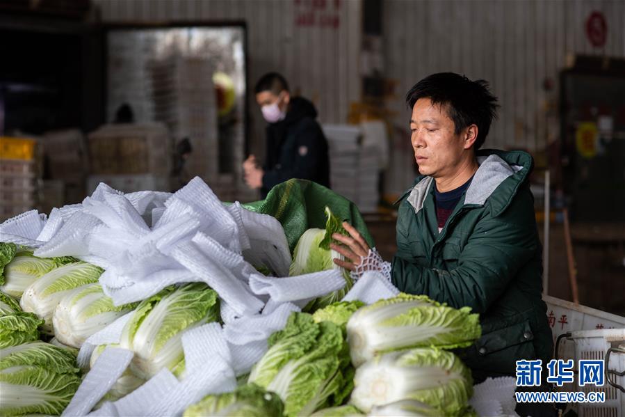 （抓好春耕備耕 穩(wěn)住農(nóng)業(yè)生產(chǎn)·圖文互動）（2）“栽種的是菜苗，收獲的是希望”——云南蔬菜集散地通?？h春耕見聞 