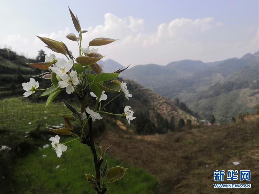 （決戰(zhàn)決勝脫貧攻堅·圖文互動）（1）寄相思，償夙愿——5封清明“家書”里的決戰(zhàn)決勝信念