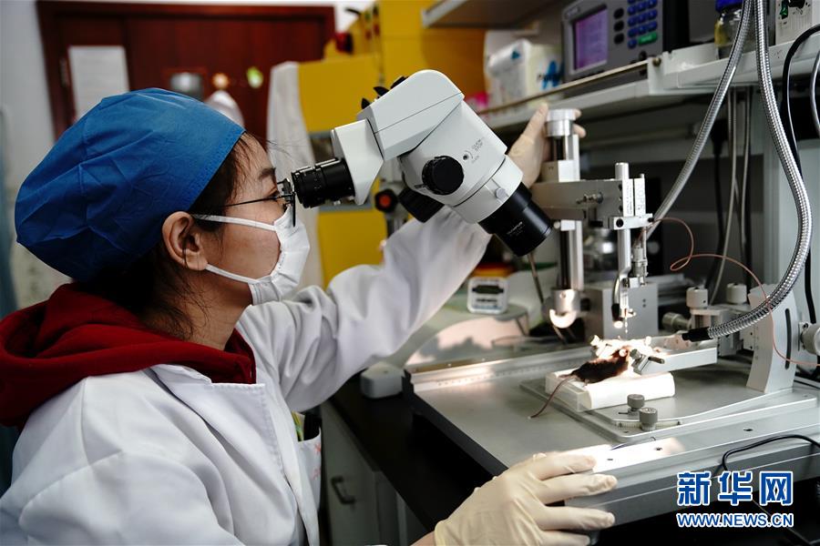 （圖文互動）（2）攻擊行為如何被大腦控制？科學(xué)家在小鼠大腦中發(fā)現(xiàn)“調(diào)節(jié)開關(guān)”