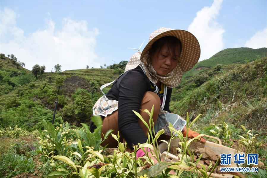 （新華全媒頭條·圖文互動(dòng)）（14）初夏，循著總書記的腳步探訪產(chǎn)業(yè)扶貧新事