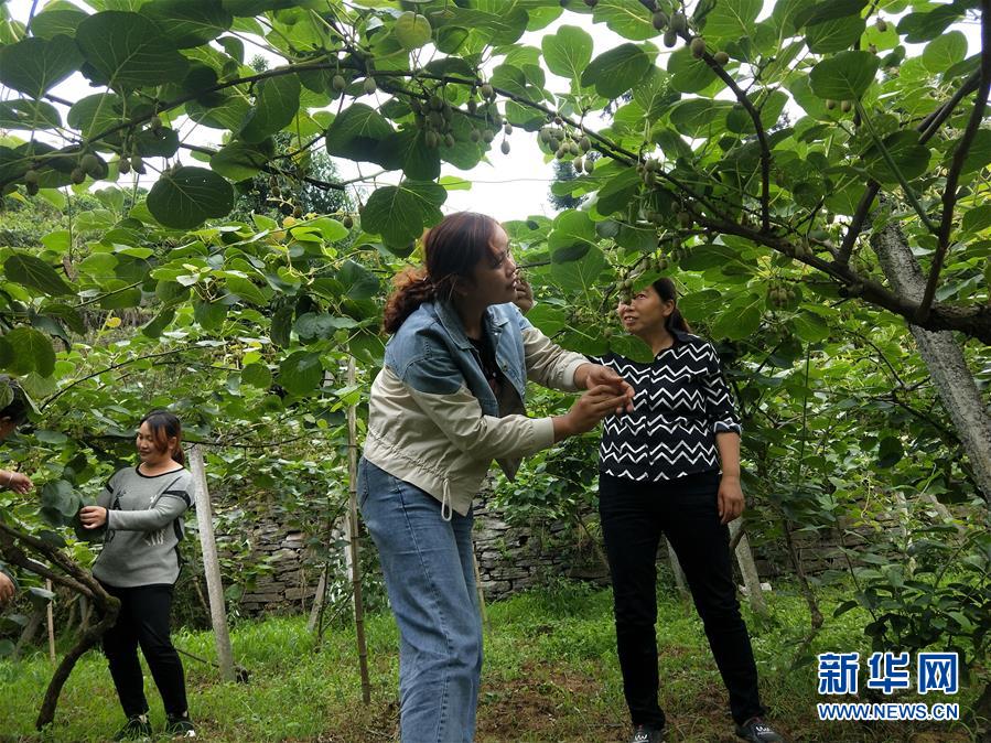 （新華全媒頭條·圖文互動(dòng)）（10）初夏，循著總書記的腳步探訪產(chǎn)業(yè)扶貧新事
