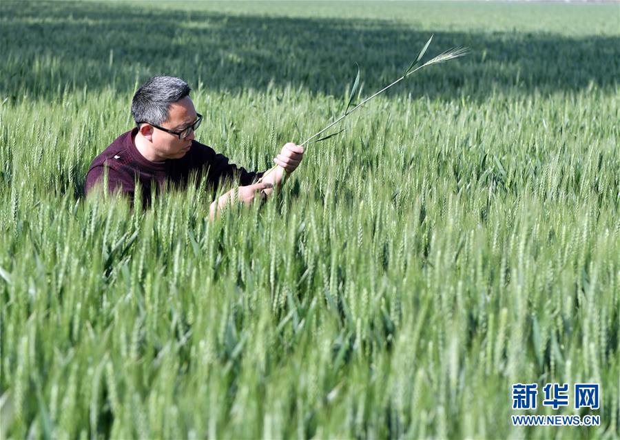 （在習(xí)近平新時(shí)代中國(guó)特色社會(huì)主義思想指引下——新時(shí)代新作為新篇章·習(xí)近平總書記關(guān)切事·圖文互動(dòng)）（5）新農(nóng)事、新希望——夏收前田間新動(dòng)態(tài)掃描