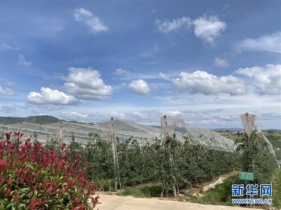 （決戰(zhàn)決勝脫貧攻堅(jiān)·圖文互動(dòng)）（3）高原紅了，日子好了——貴州海拔最高縣發(fā)展蘋果產(chǎn)業(yè)見聞