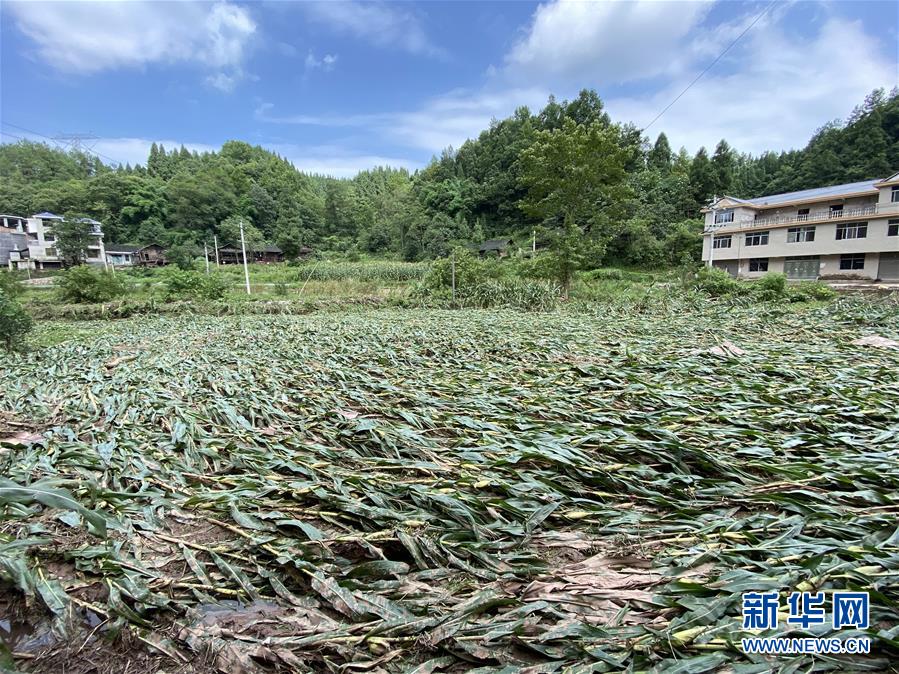 （防汛抗洪·圖文互動）（4）山洪襲來前，澧水河畔大轉(zhuǎn)移