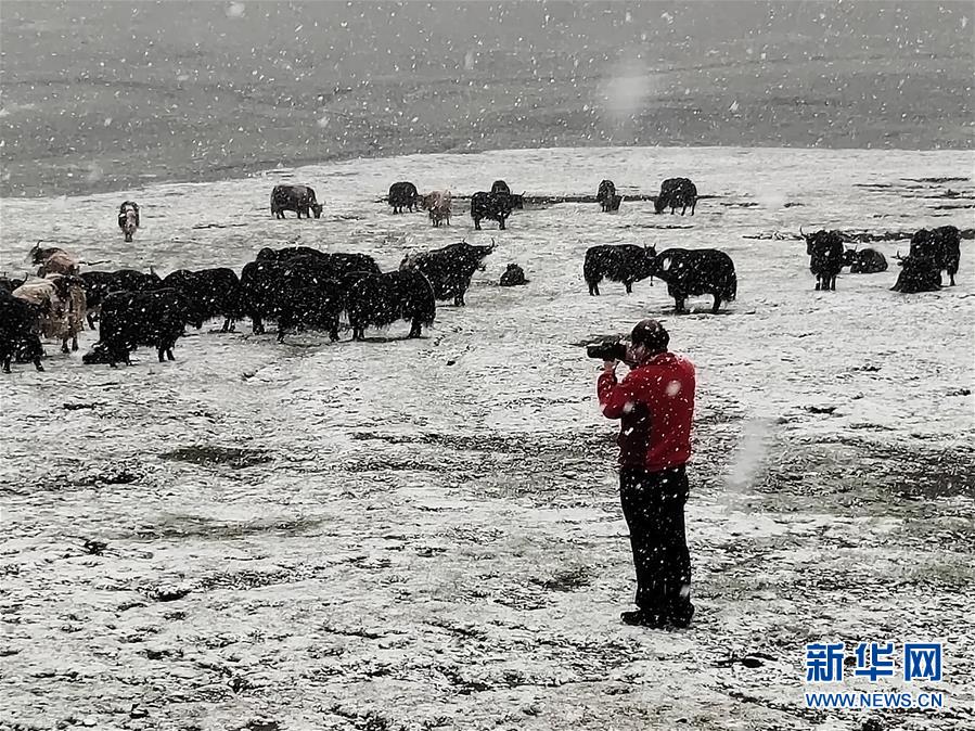 （新時代擔(dān)當作為典型·圖文互動）（3）草地生態(tài)專家趙新全：情深不舍三江源