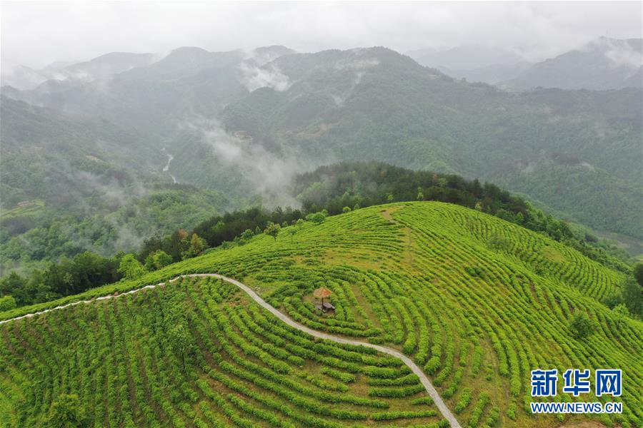 （走向我們的小康生活·圖文互動）（8）綠了青山，紅了日子——秦巴山區(qū)群眾繪出小康“調(diào)色板”
