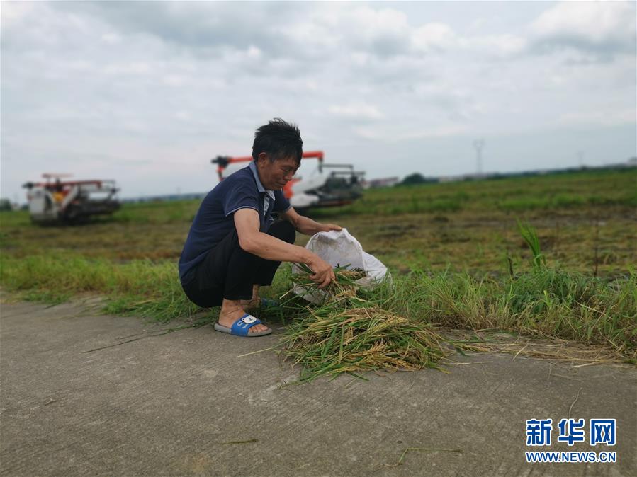 （新華視點(diǎn)·聚焦餐桌外的浪費(fèi)·圖文互動(dòng)）（1）顆粒歸倉(cāng)為何難實(shí)現(xiàn)？我國(guó)糧食收割環(huán)節(jié)損失驚人