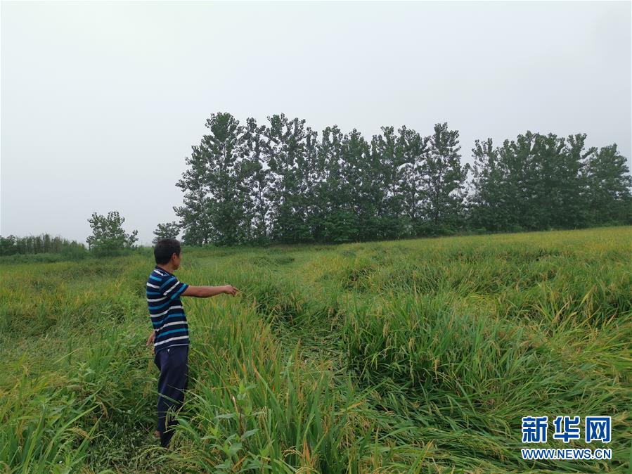 （新華視點(diǎn)·聚焦餐桌外的浪費(fèi)·圖文互動(dòng)）（2）顆粒歸倉(cāng)為何難實(shí)現(xiàn)？我國(guó)糧食收割環(huán)節(jié)損失驚人