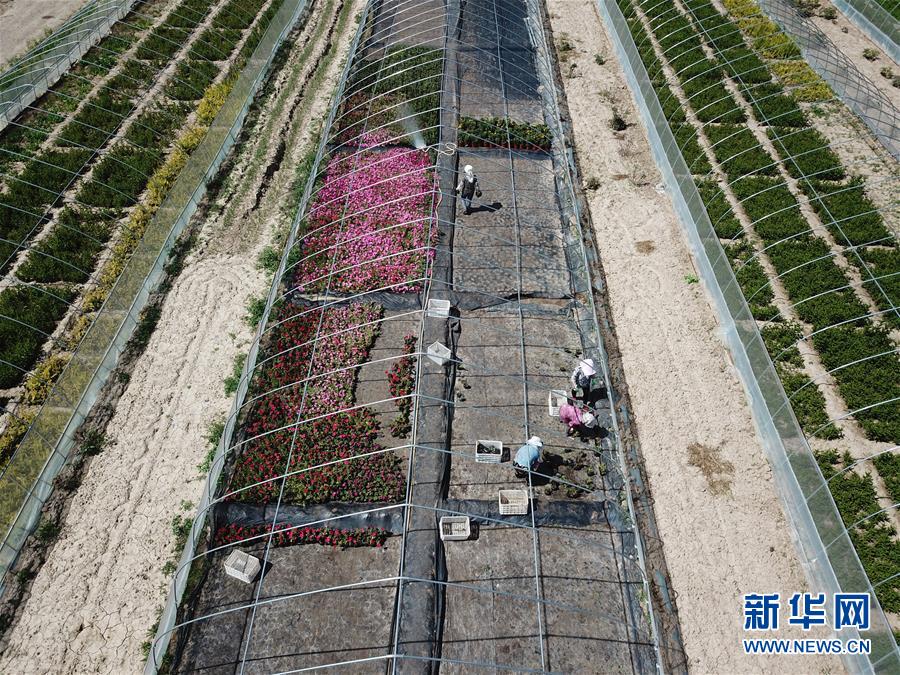 （新華全媒頭條·走向我們的小康生活·圖文互動(dòng)）（1）“苦甲”不再，“甘味”綿長(zhǎng)——脫貧攻堅(jiān)的甘肅味道