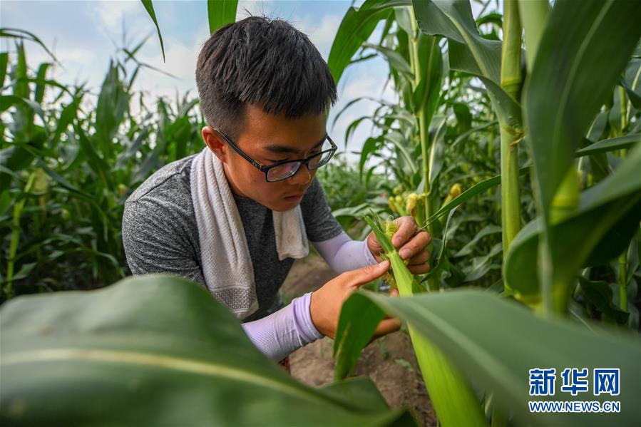 （新華全媒頭條·圖文互動）（7）為現代農業(yè)探新路——來自吉林梨樹的田野報告