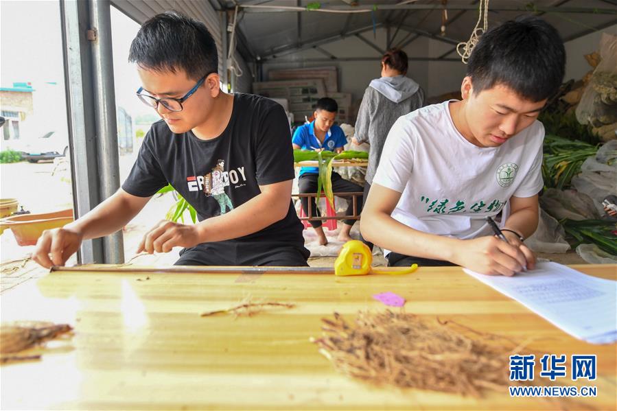 （新華全媒頭條·圖文互動）（8）為現代農業(yè)探新路——來自吉林梨樹的田野報告