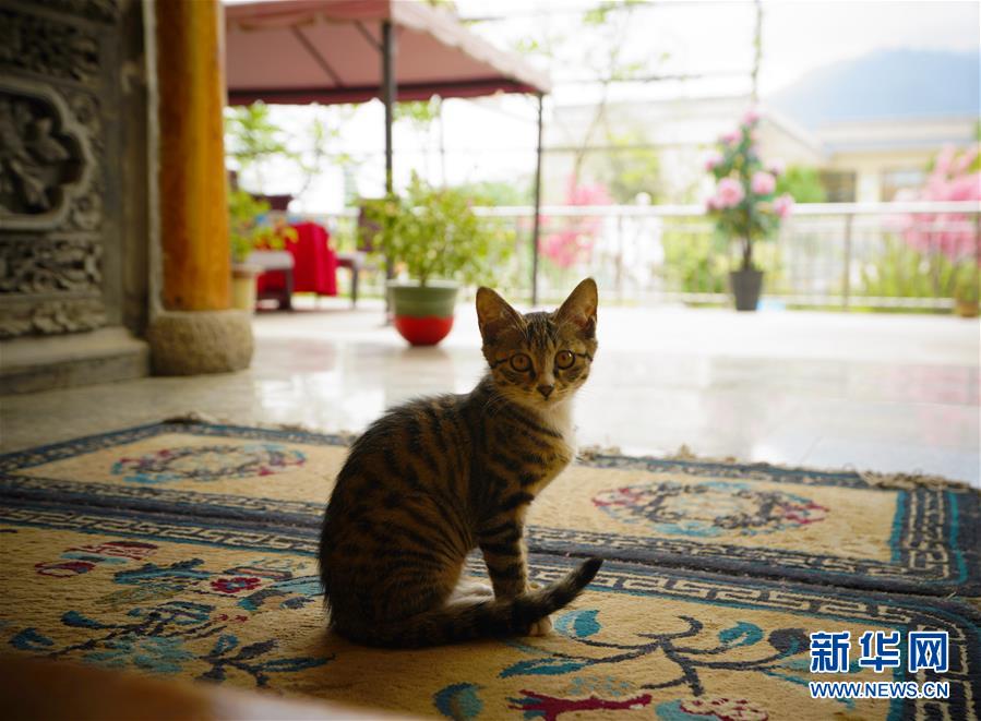 （走向我們的小康生活·決戰(zhàn)決勝脫貧攻堅(jiān)·圖文互動(dòng)）（3）甘青交界處的跨越——保安族、撒拉族的脫貧故事