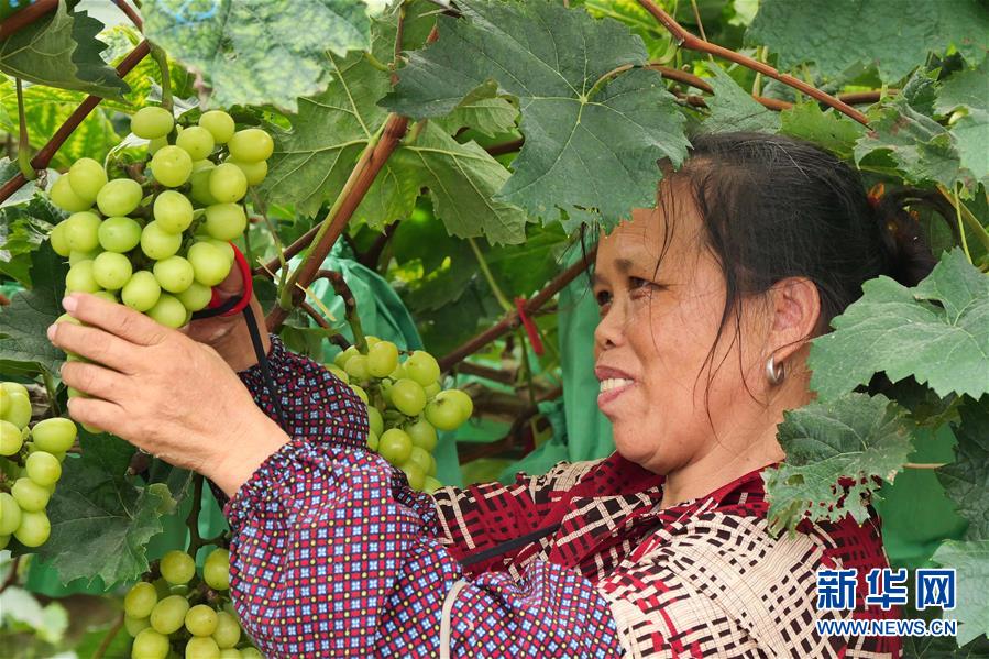 （決戰(zhàn)決勝脫貧攻堅(jiān)·圖文互動(dòng)）（2）同飲一江水 攜手“斬窮根”——深圳對(duì)口廣西河池、百色扶貧協(xié)作見聞