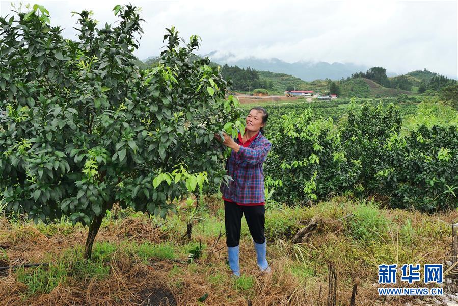 （決戰(zhàn)決勝脫貧攻堅(jiān)·圖文互動(dòng)）（10）同飲一江水 攜手“斬窮根”——深圳對(duì)口廣西河池、百色扶貧協(xié)作見聞