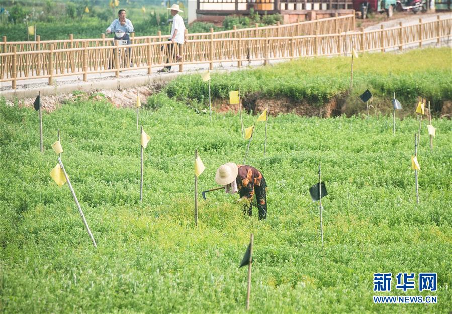 （新華全媒頭條·走向我們的小康生活·圖文互動(dòng)）（9）特殊之年，荊楚大地書寫不平凡的答卷