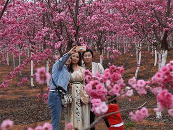 櫻花漫山，一份14年的等待