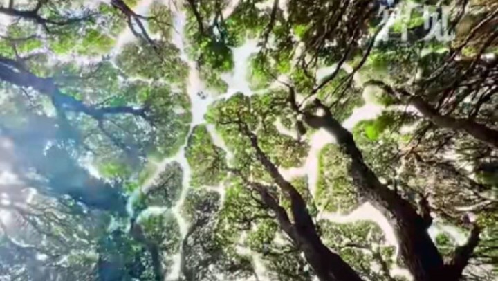 樹(shù)木為何會(huì)相互“禮讓”？