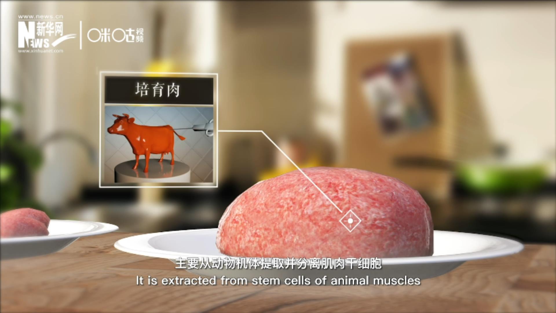 培育肉主要是從動物機體提取并分離肌肉干細胞，在實驗室里培養(yǎng)而成