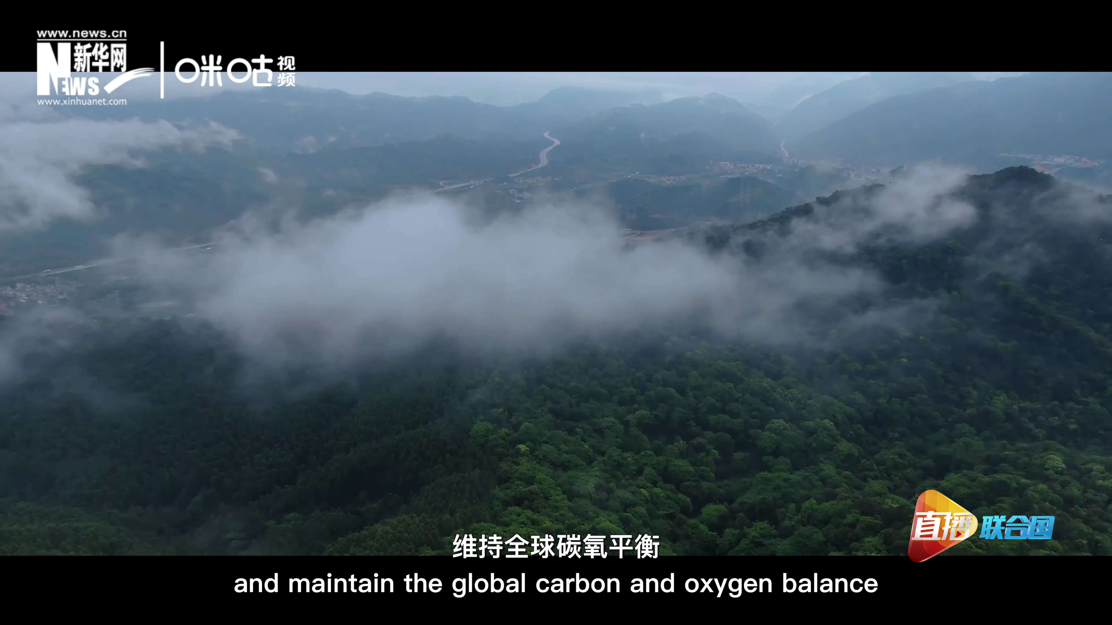 森林的碳匯可以協(xié)助減緩氣候變化，維持全球碳氧平衡