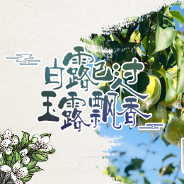 白露已過，玉露飄香