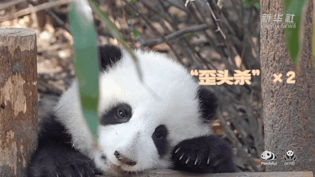 請(qǐng)注意，前方有滾滾發(fā)起近距離“歪頭殺”
