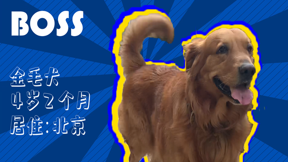 有效拴繩&科學(xué)遛狗——如何文明養(yǎng)犬？“撿屎官”們快看過來！