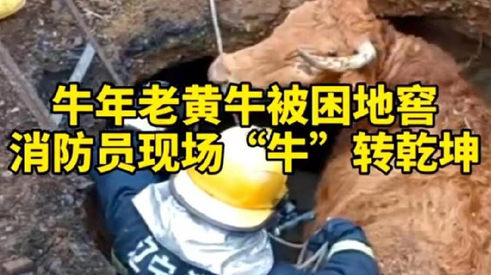 牛年老黃牛被困地窖，消防員現(xiàn)場“牛”轉(zhuǎn)乾坤！