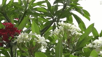 云南西雙版納：雞蛋花盛開(kāi)！帶你看看一樹(shù)多花的奇觀